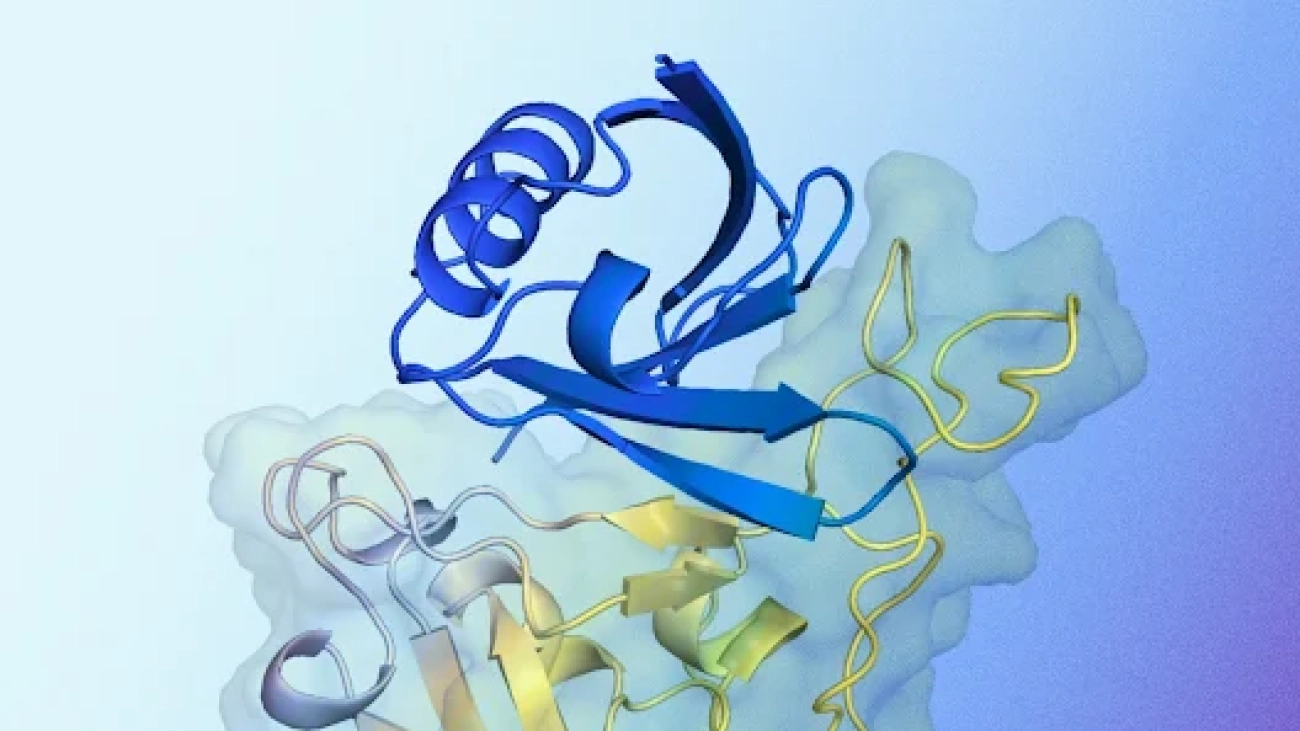 AlphaProteo generates novel proteins for biology and health research