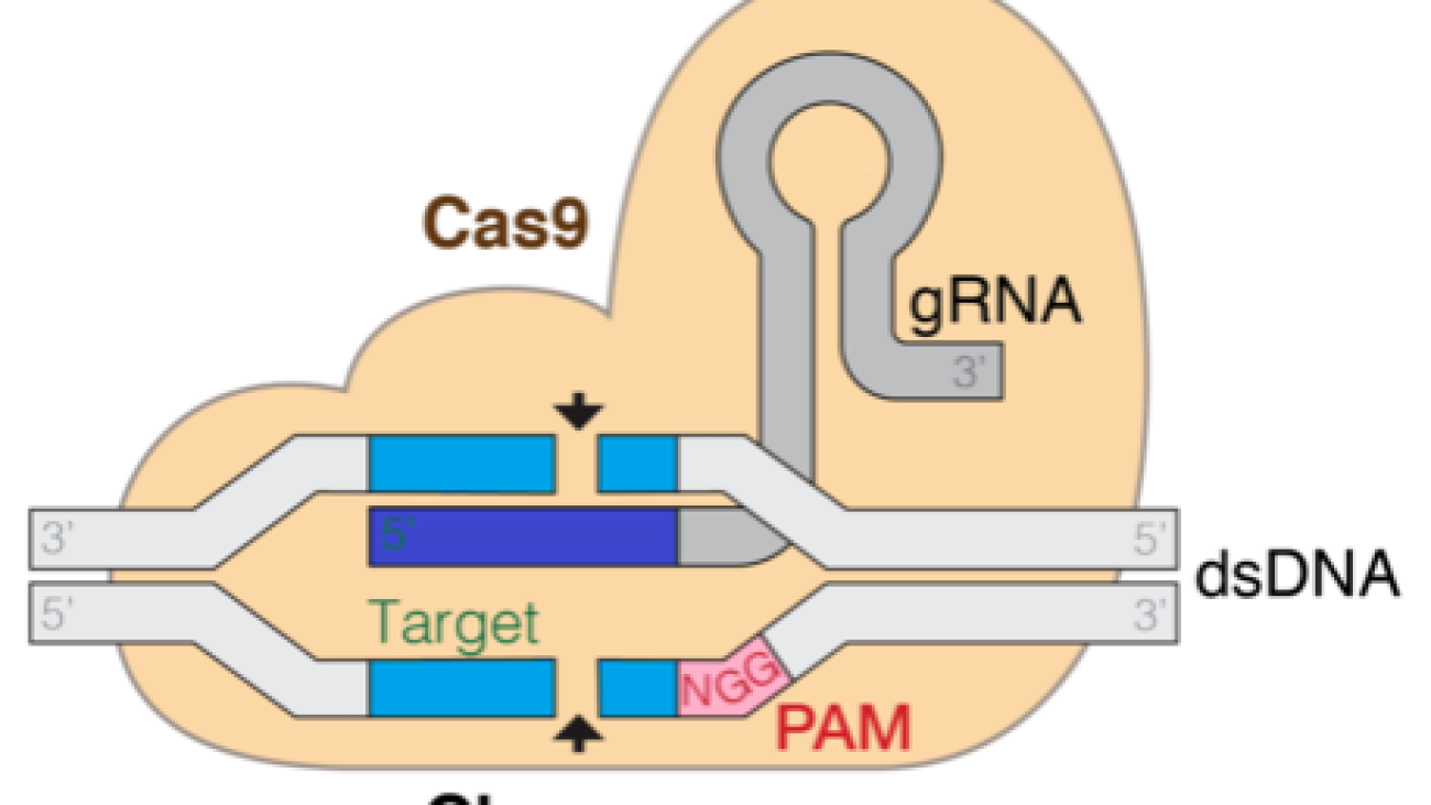 CRISPR-Cas9 guide RNA efficiency prediction with efficiently tuned models in Amazon SageMaker