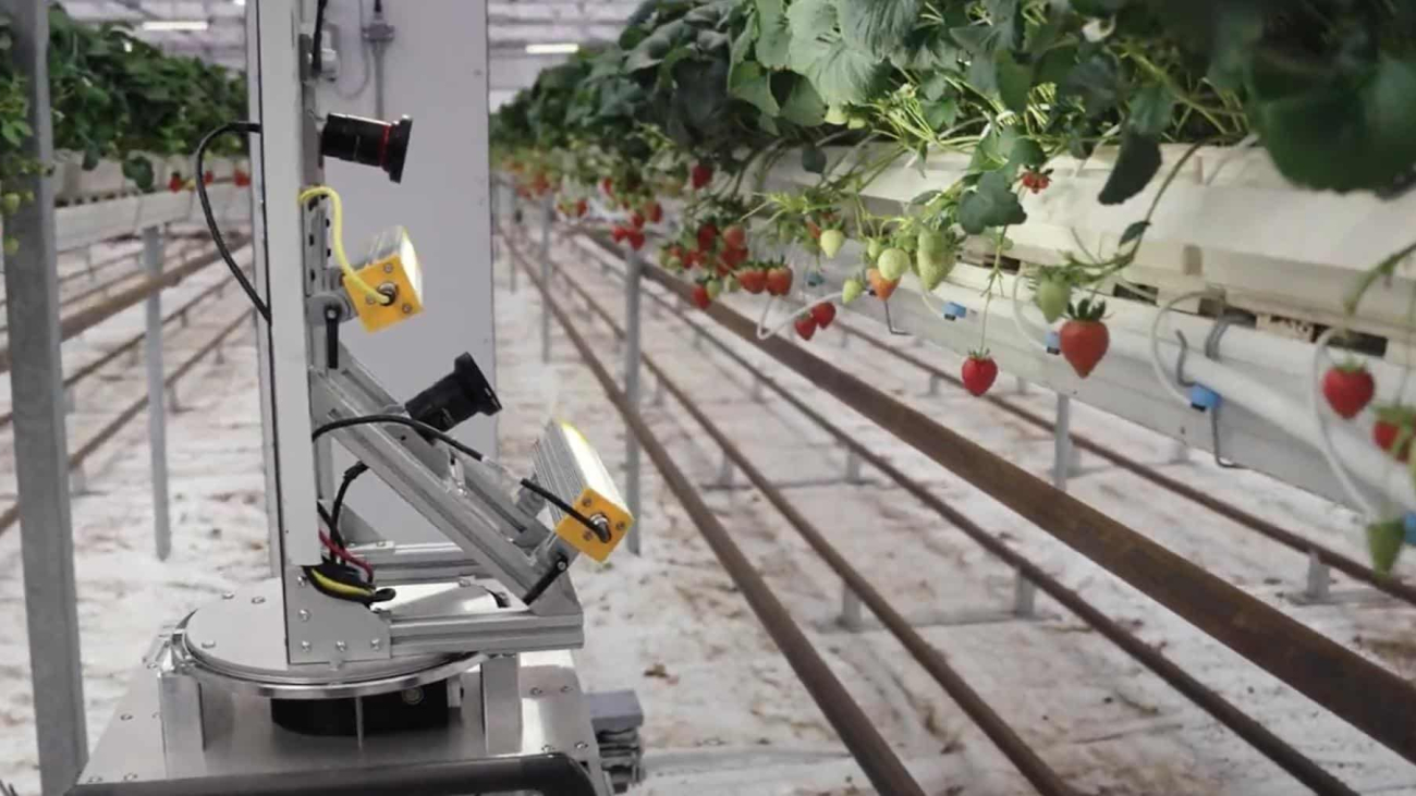 Taste of Success: Zordi Plants AI and Robotics to Grow Flavorful Strawberries Indoors