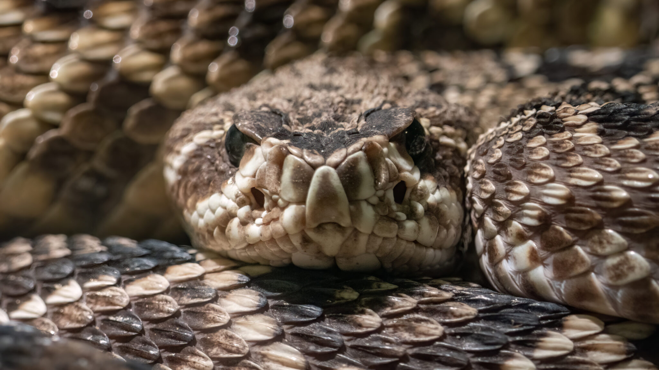 AI-Designed Proteins Take on Deadly Snake Venom