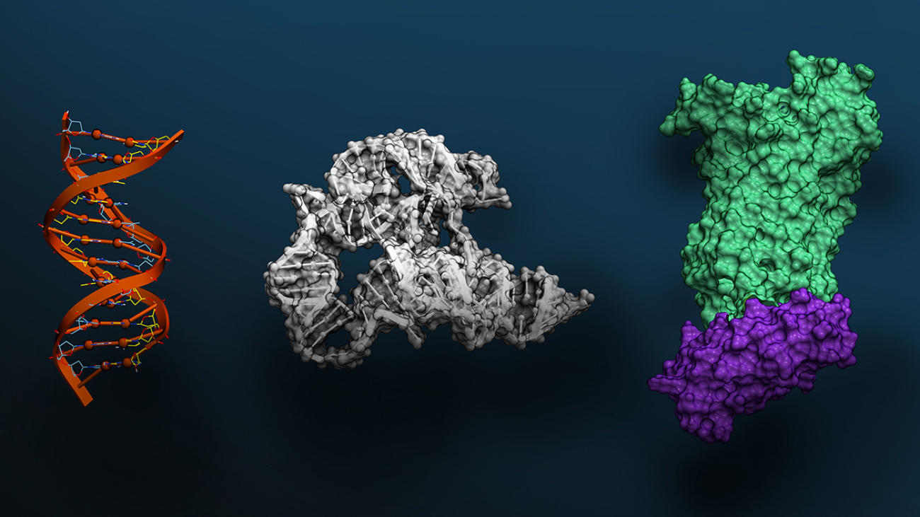 Massive Foundation Model for Biomolecular Sciences Now Available via NVIDIA BioNeMo