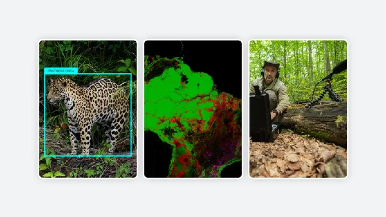 3 new ways we’re working to protect and restore nature using AI